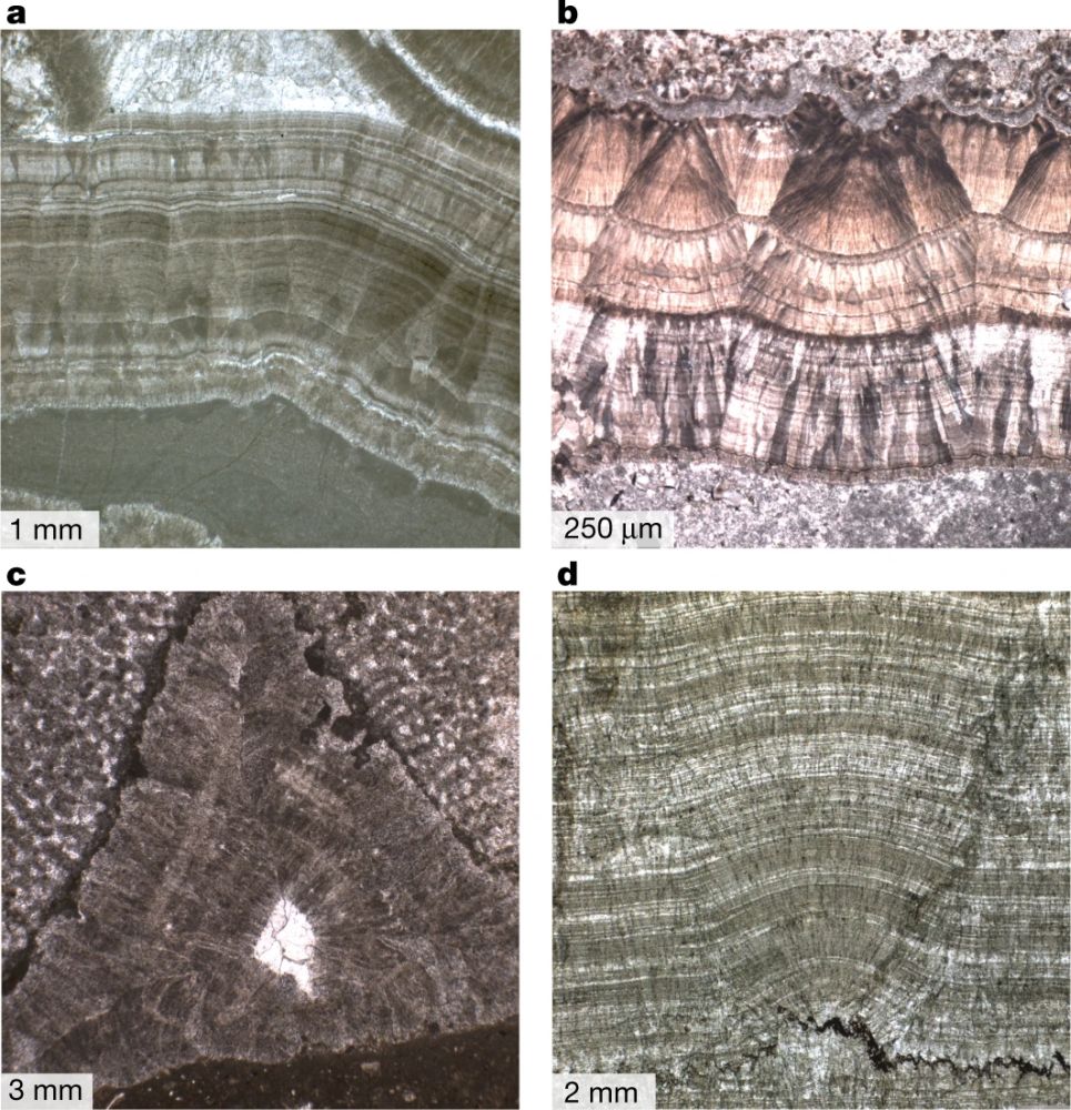 Fig.2s.jpg