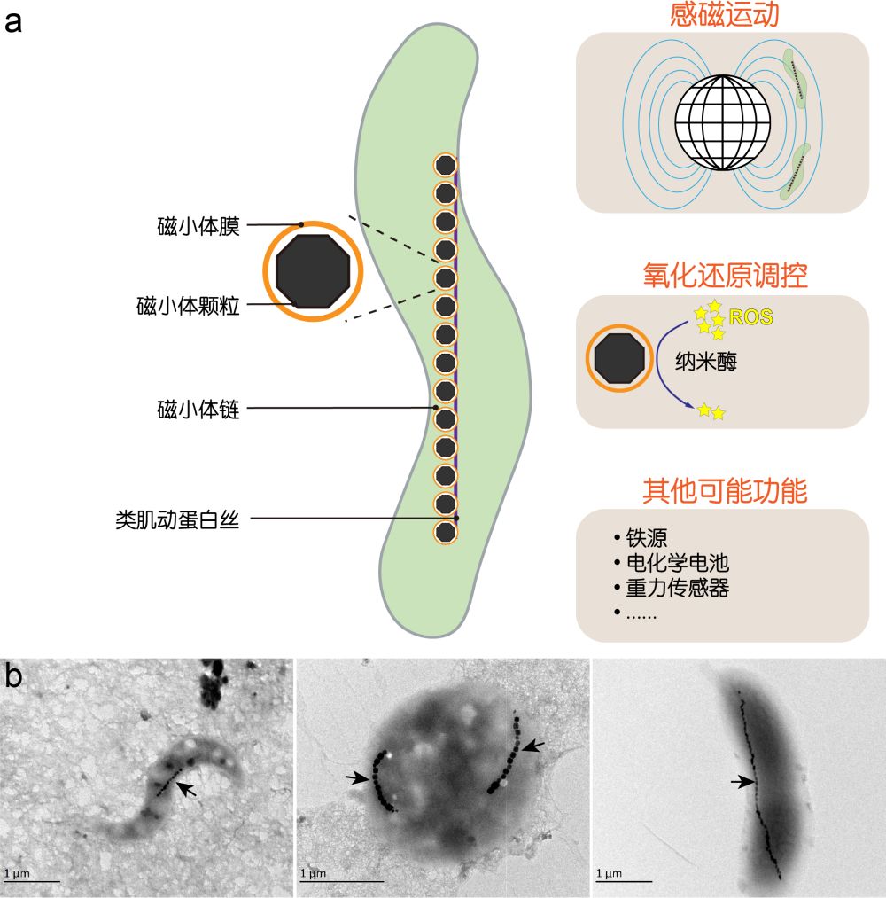 Fig.1s.jpg