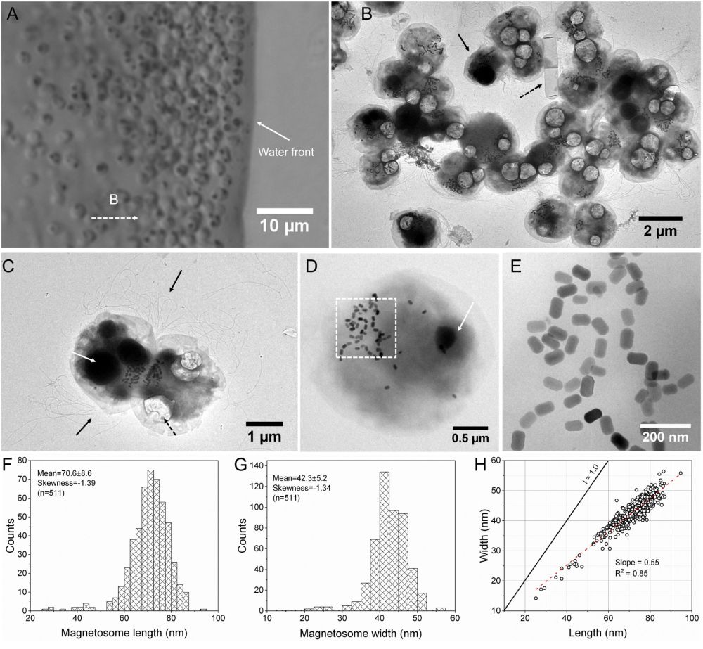 Fig.1s.jpg